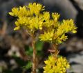 Petrosedum rupestre